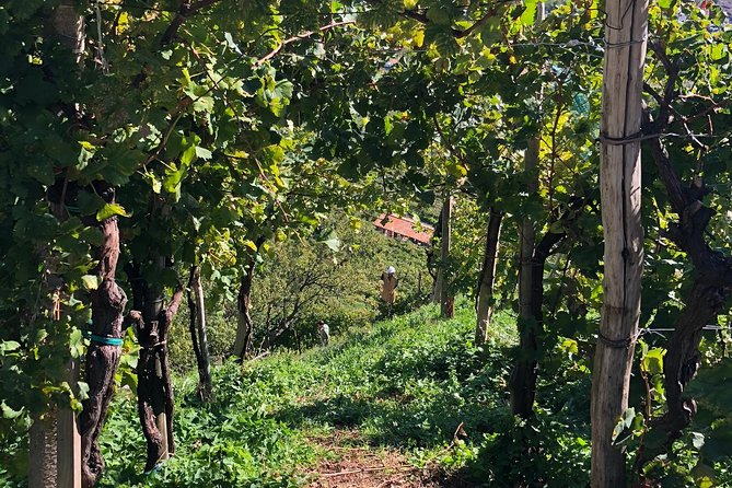 A Sparkling Day in the Prosecco Hills from Venice - Prosecco Hills World Heritage time: viewpoint breaks and local flavor