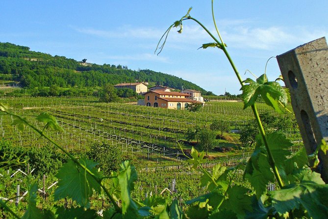 Amarone & Soave Wine Tour with Sommelier – Visit Verona - Wine buying and shipping: turning a tasting into bottles at home
