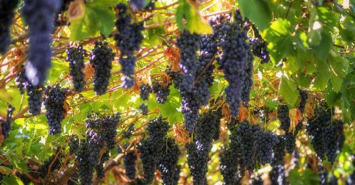 Amarone Wine Tour & Tasting from Venice, Padua or Verona - Key things to know before you go