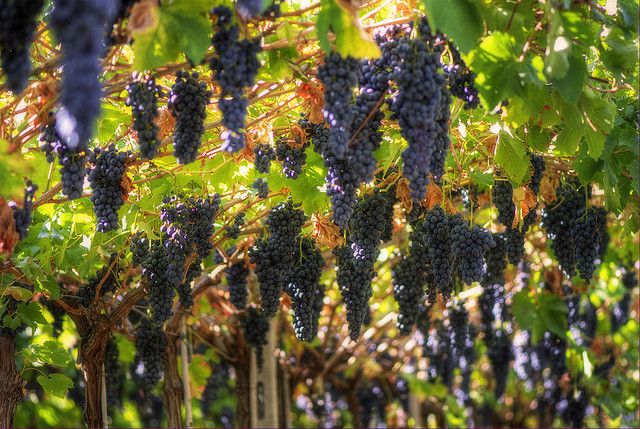 Amarone Wine Tour & Tasting from Venice, Padua or Verona - First cantina stop: 15th-century buildings and classic Valpolicella styles