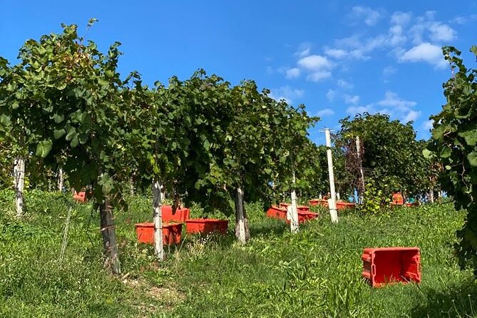 Premium Private Prosecco Hills Tour - 2 Wineries. Private tour. - The return to Venice: plan for traffic, not perfection