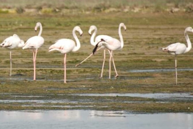 Private Boat Tour to Murano, Burano and Torcello - Murano at Ellegi: Glass Factory Access Without the Usual Hassle