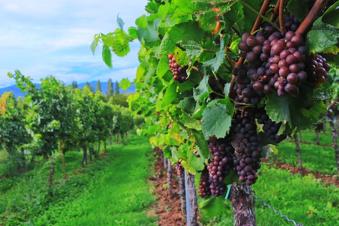 Private Half Day Wine Tasting tour: Road Of The Doges - Buying bottles and shipping home: the take-home part that matters