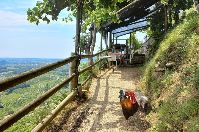 Prosecco Hills Day Trip from Venice & Treviso: 2 Wineries - Conegliano free time: walls, churches, palaces, and café breaks