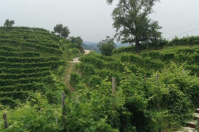 Small Group Prosecco Experience from Venice - Boutique Winery - Prosecco Hills: the best kind of day out from Venice